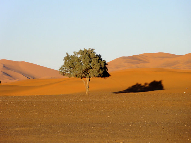boompje in de woestijn