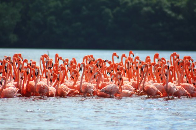 Flamingo's in Chetumal