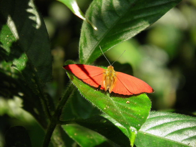 rode  vlinder in het Korup National Park
