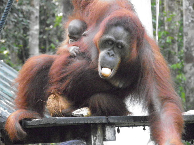 Orang-utan moeder met jong