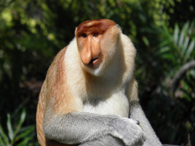 De Proboscis aap