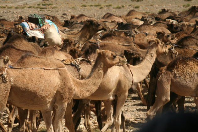 Dromedaris kudde op weg naar de markt