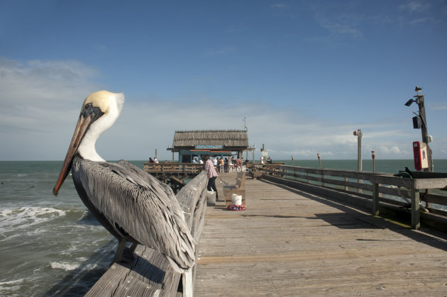 pelikaan wacht op een visje