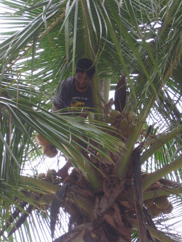 kokosnoten plukken