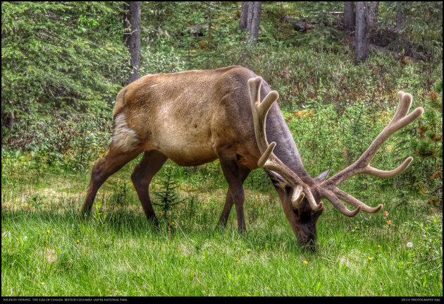 elk viewing