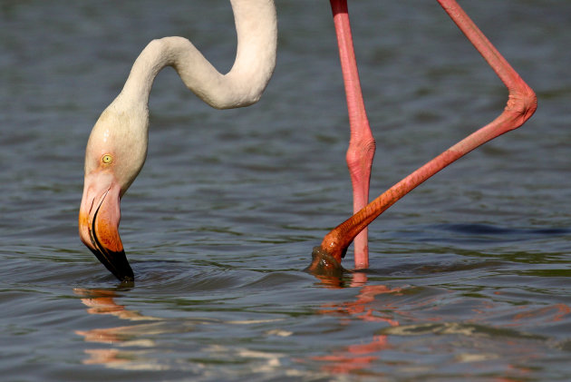 Flamingo in de Camargue