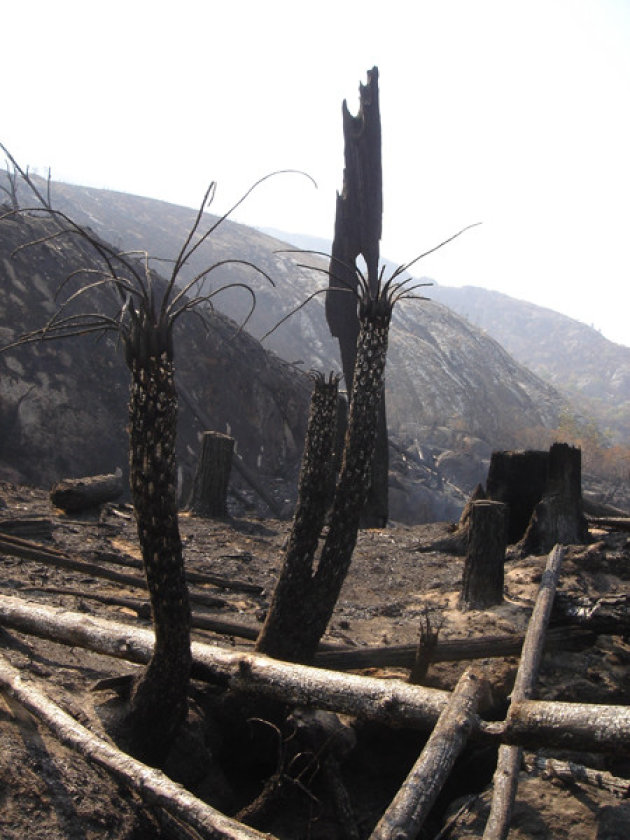 bosbrand op Mount Mulanje