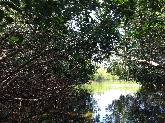 Mangroves, Key West, Florida