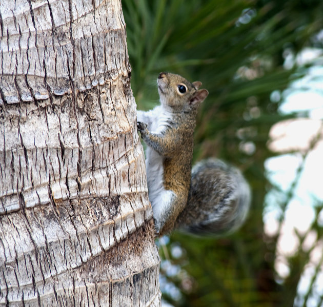 eekhoorn in Florida