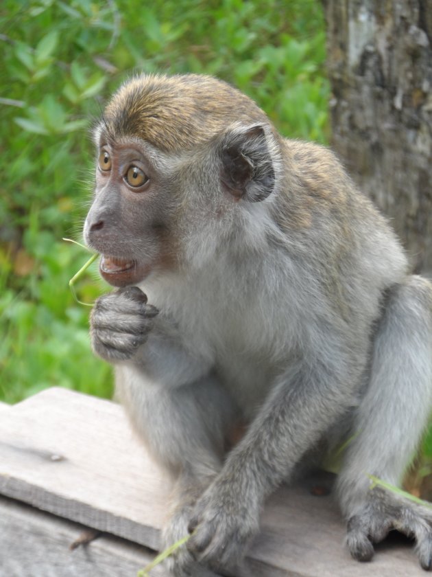 Brutale apen in BAKO National Park