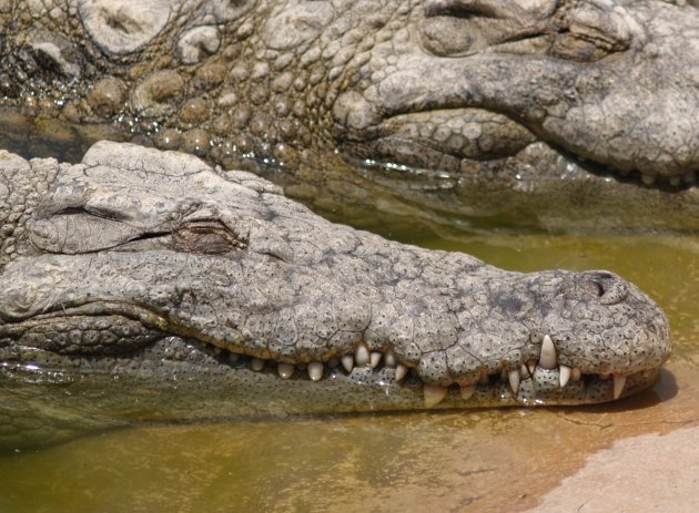 Krokodillen St. Lucia