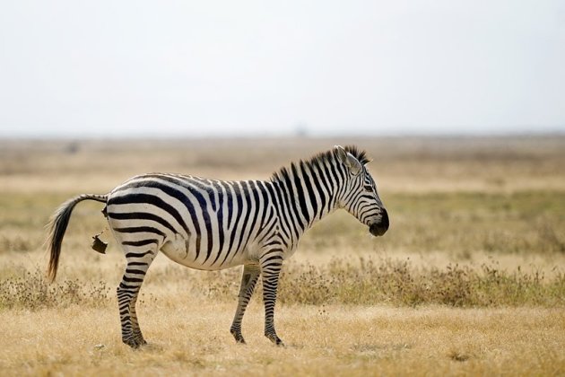 poepende zebra