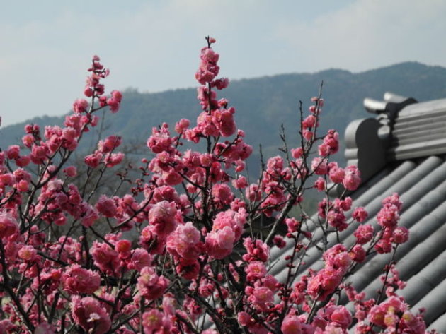 lente in Japan