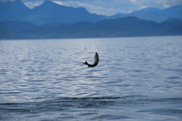 Springende zalm, Vancouver Island