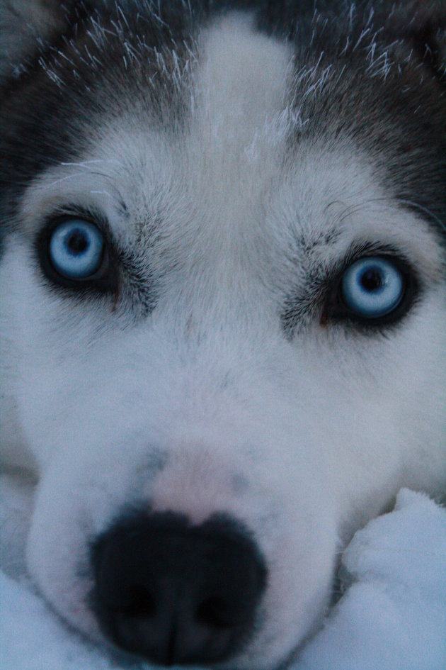 Baby blue eyes