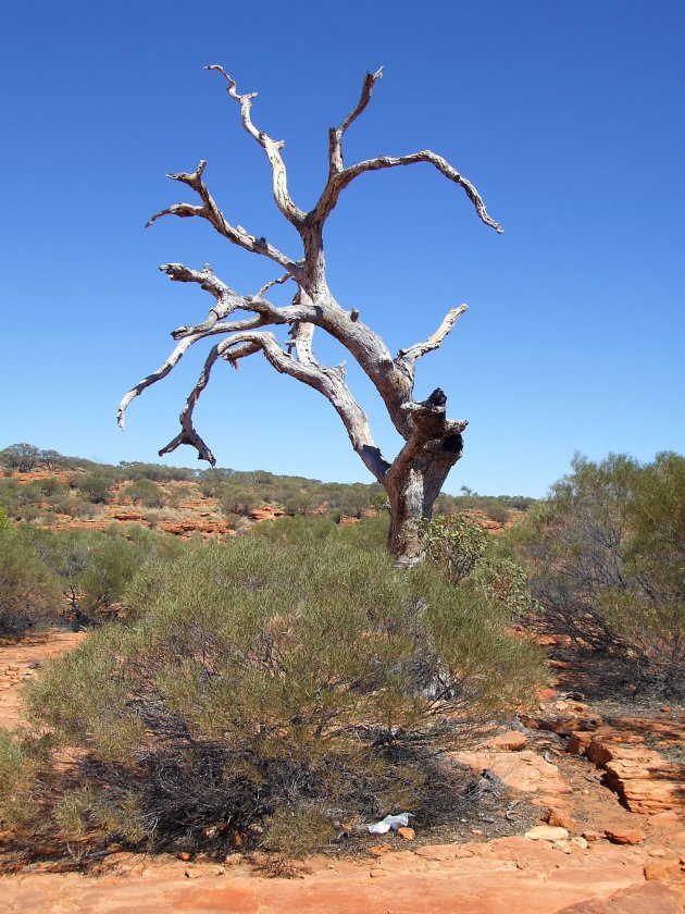 Verweerde boom in de woestijn rondom Uluru