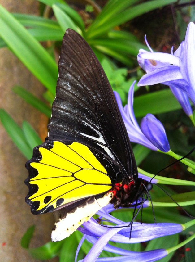 Vlinder in kleurrijk Maleisië