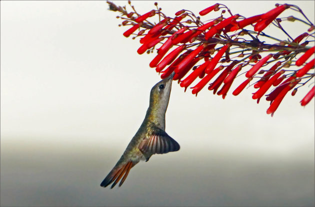 kolibrie bij Habitat
