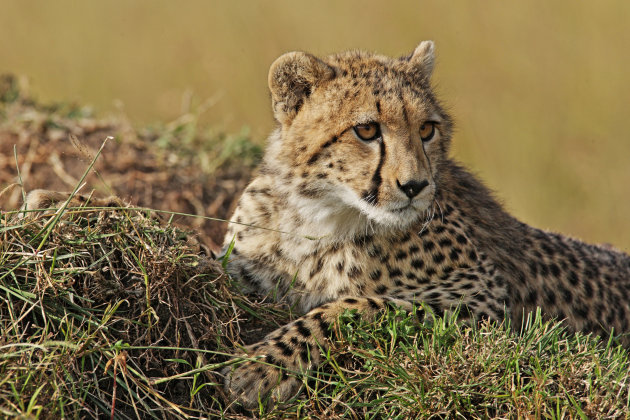 Jonge cheetah