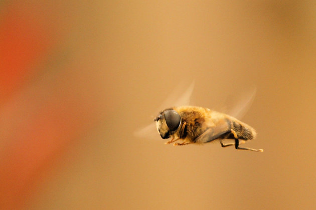 Bezige Bijen