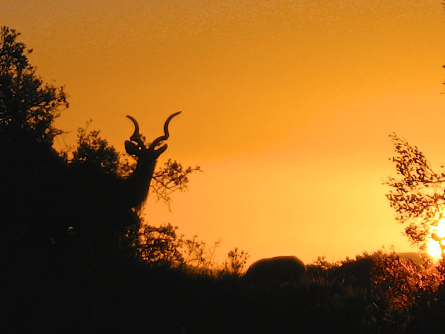 Zonsondergang met kudu