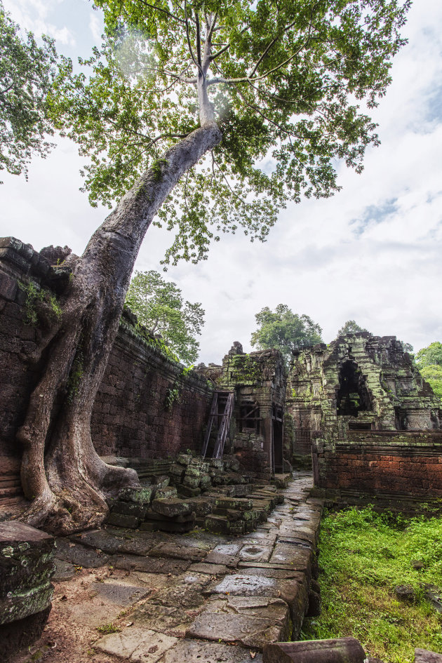 Kapokbomen nemen bezit van de  Preah Kahn tempel