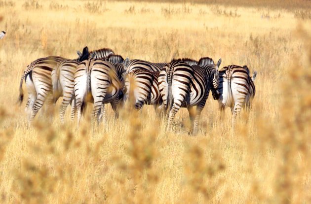 Zebra onderonsje
