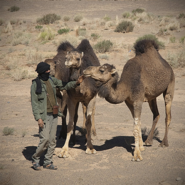 Mijn kameel