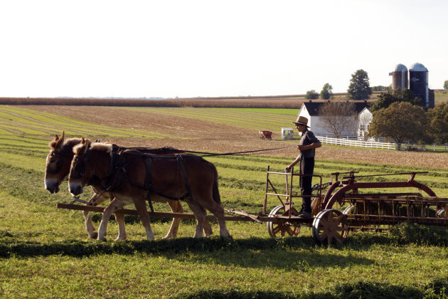 Amish Jongen