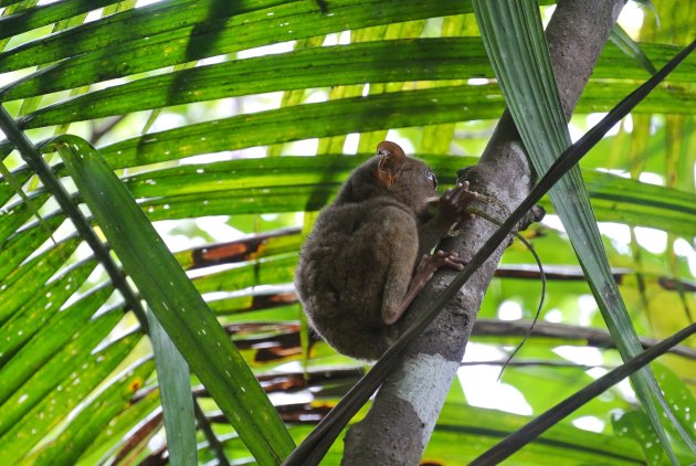 De kleinste primatensoort ter wereld