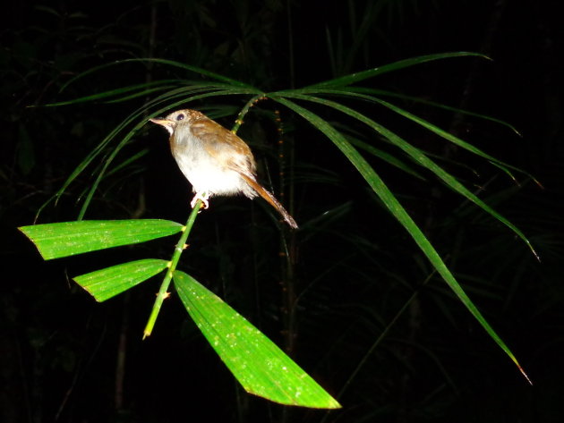 tropisch vogeltje tijdens een nachtwandeling