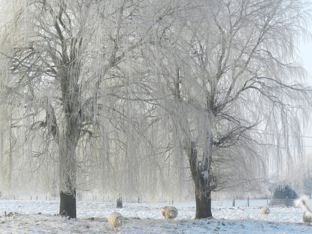 Winter 2012 - Diksmuide 