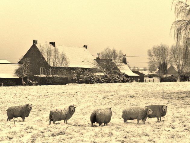 Winter 2012 - Diksmuide