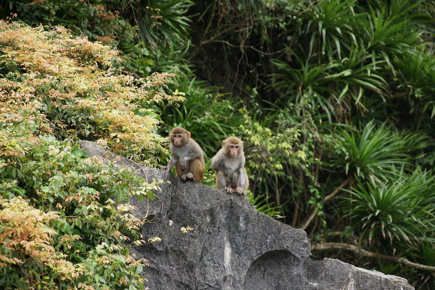 Makaken op Halong Bay