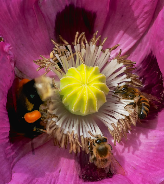 Het verhaal van de bloemetjes en de bijtjes 
