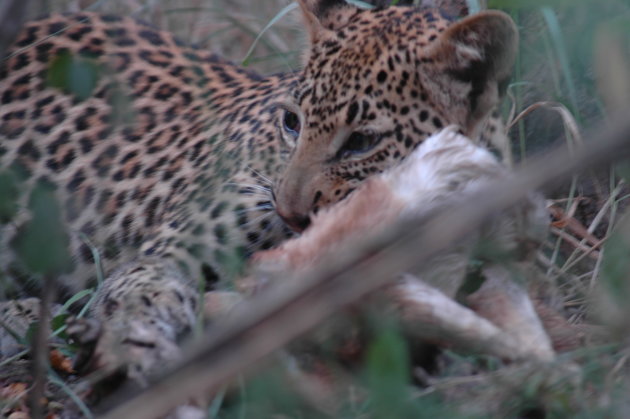 Luipaard jong gespot tijdens wandelsafari Zambia