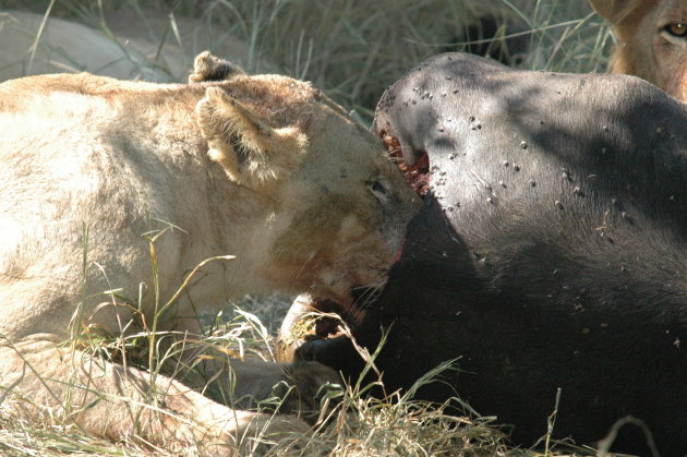 LION King aan het eten in South Luangwa 