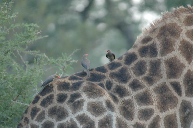 Drie vogeltjes op de rug van een Thornicrofts giraffe 