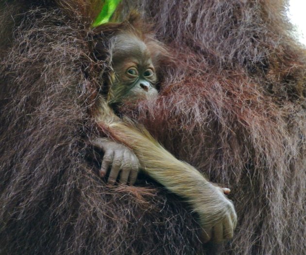 1 week oude orang-oetan baby