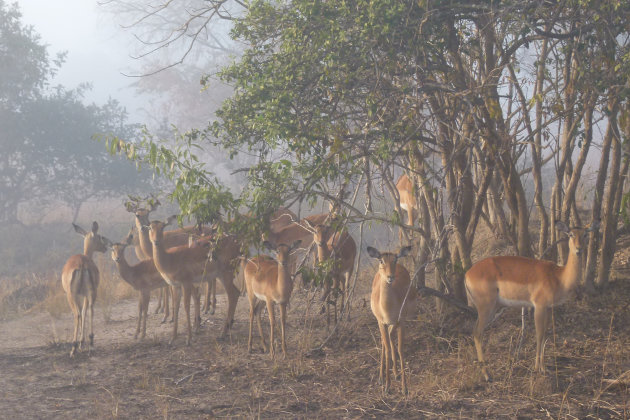 Impalas in the mist
