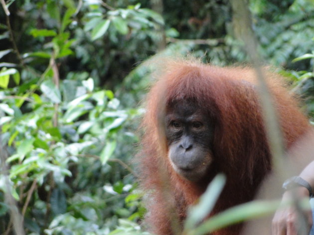 Sumatraanse Orang-Oetan