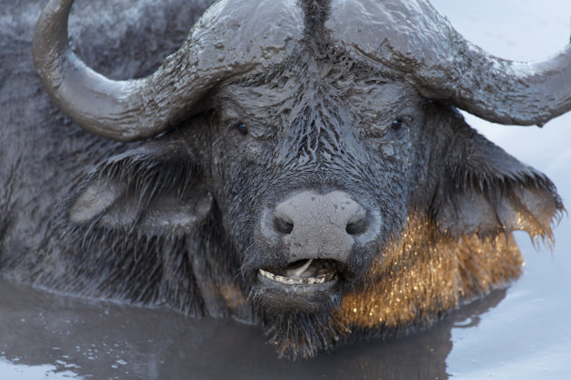 Waterbuffel in de modder