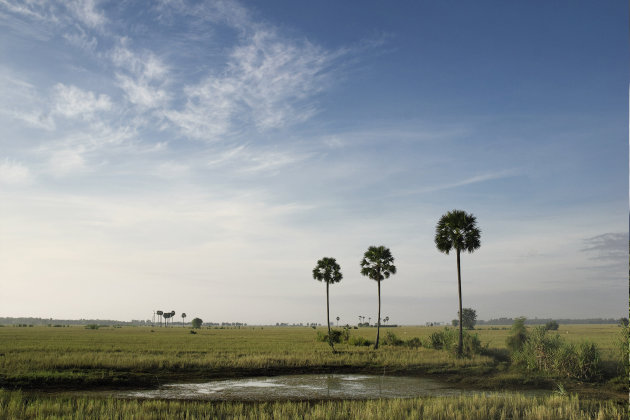 Rijstvelden in de buurt van Siem Reap