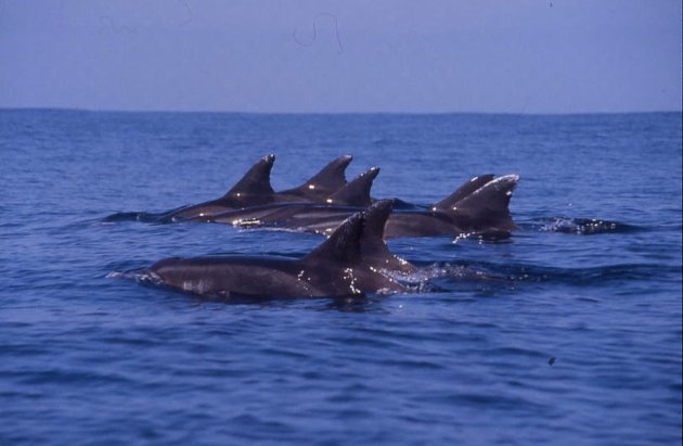 Dolfijnen familie in de Pacific