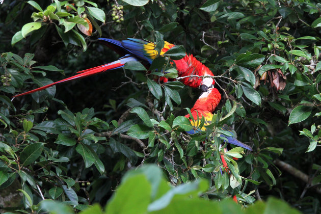 Kusje - Bonte Ara (Scarlet Macaw)