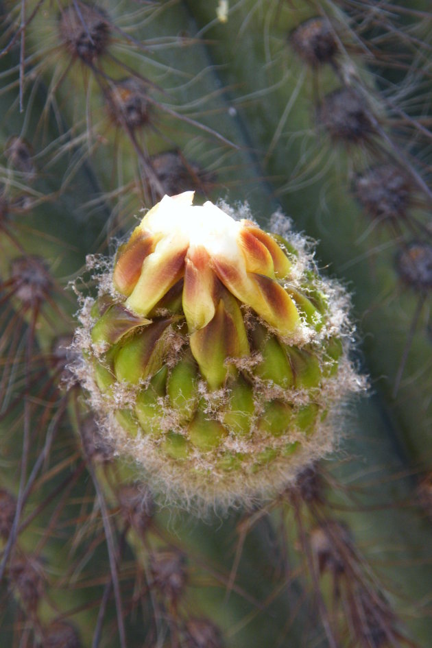 knop cactusbloem