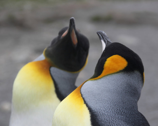 Pinguïn in 'spiegelbeeld'