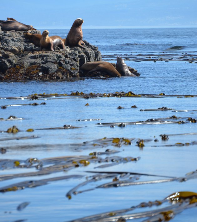 Walrussen liggen uit te rusten op eilandje