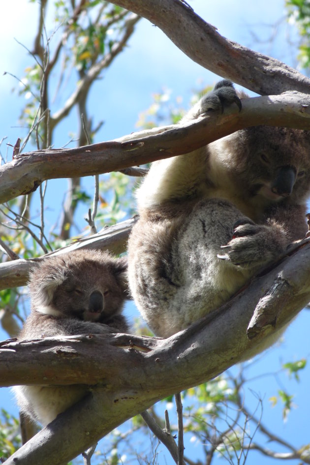 Koala met jong