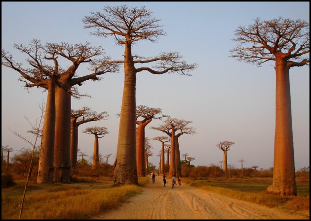 Baobab-allee
